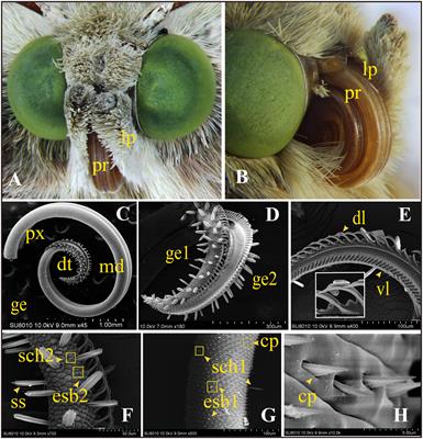 Chemoreception of Mouthparts: Sensilla Morphology and Discovery of Chemosensory Genes in Proboscis and Labial Palps of Adult Helicoverpa armigera (Lepidoptera: Noctuidae)